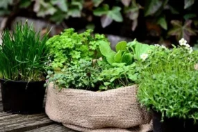 Unlock Hidden Wonders: Can Herbal Remedies Transform Health in 2025? - Byte Topical