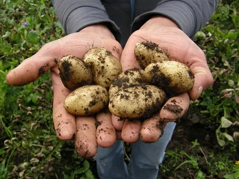 4 Amazing Facts about Potatoes Which you are Missing Out - Byte Topical