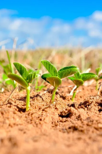 Soy protein is a plant proteins